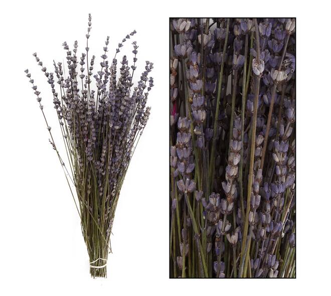 Lavender - Purple