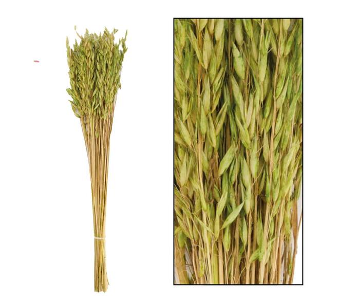 Avena dried 60cm 75gr - Green