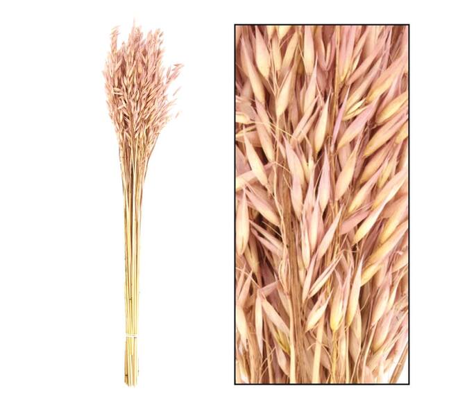 Avena dried 60cm 75gr - Pink