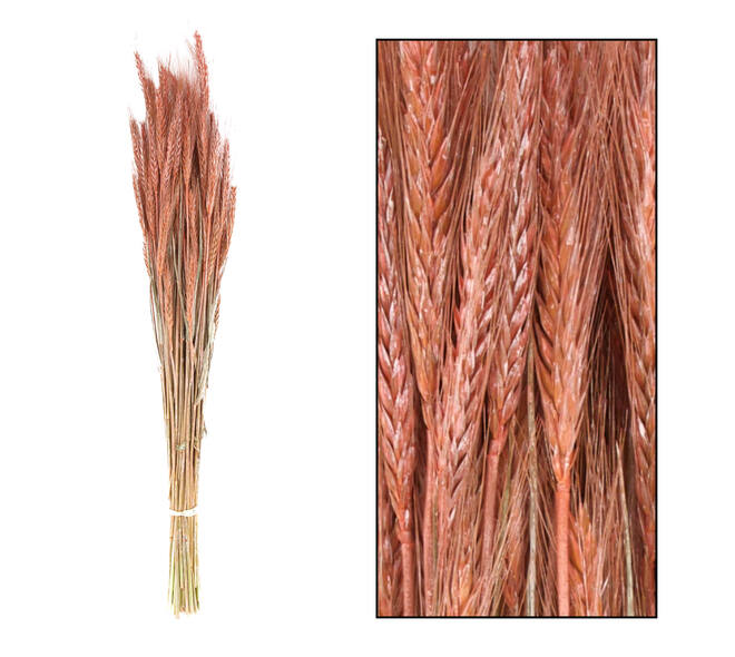Triticale 66x16x6cm
