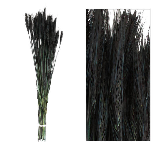 Triticale 66x16x6cm - Black