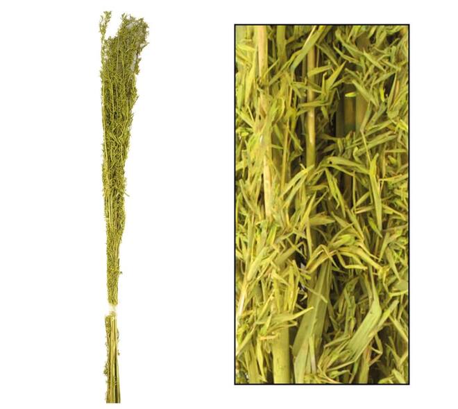 Alfonso grass 60-80cm 100gr