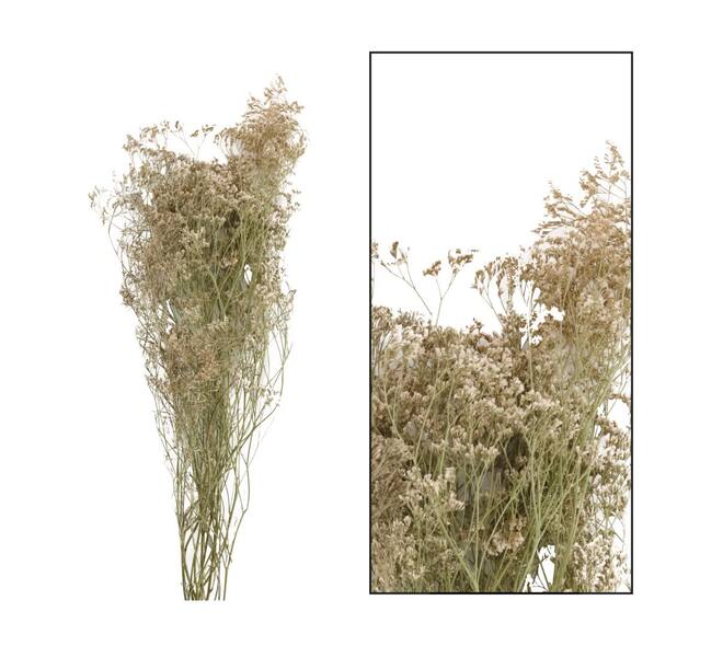Limonium - White