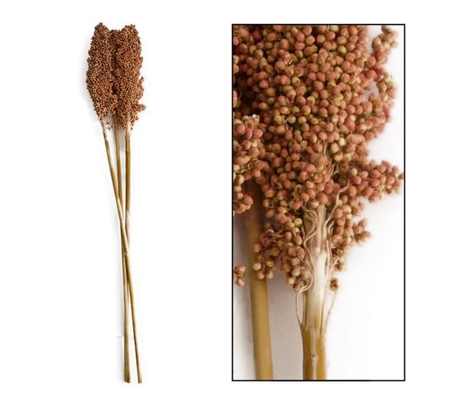 Indian corn 65-75cm 3pc - Pink