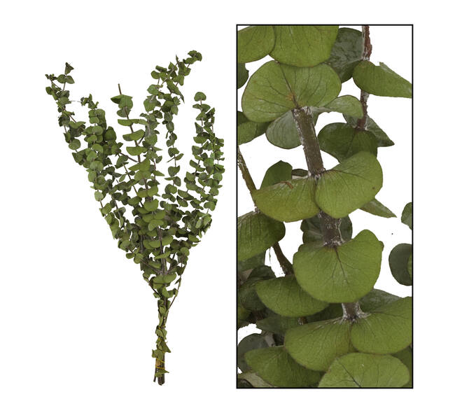 Eucalyptus nature 85gr - Green