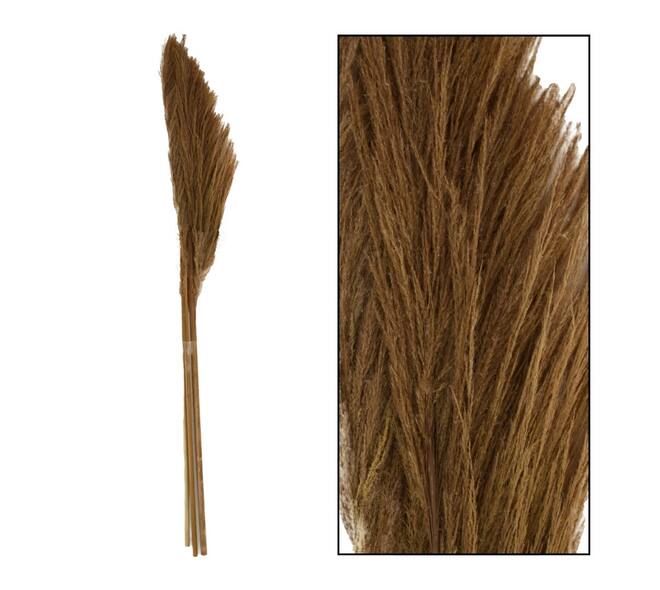 Pampas grass Sem nature 160cm 3pc