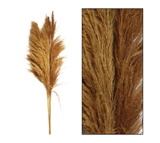 Pampas grass Sem nature 160cm