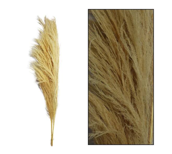 Pampas grass Sem nature 160cm 3pc