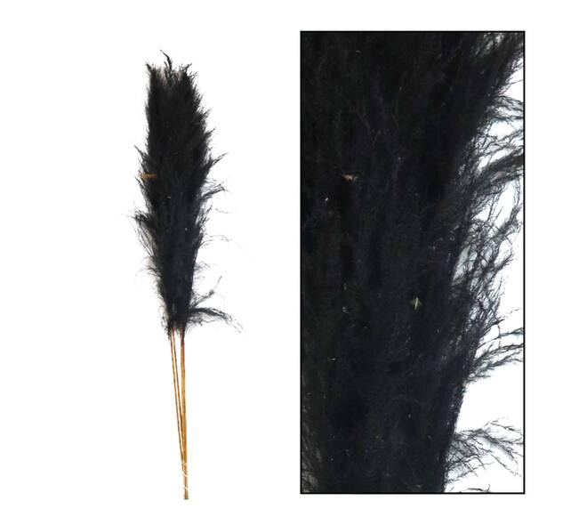 Pampas grass Sem nature 160cm 3pc - Black