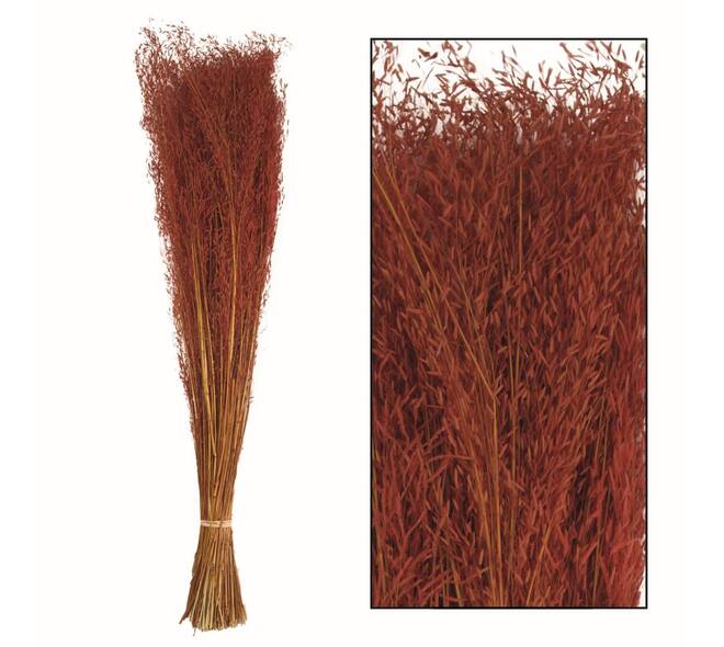 Munni grass 60-70cm 90-100gr - Orange