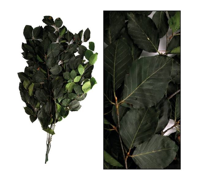 Bunch beech nature 78x48x14cm 50gr - Green