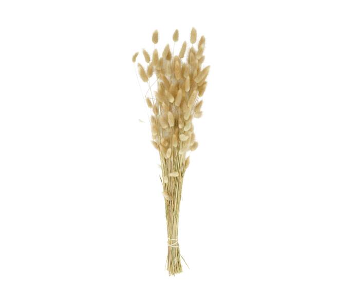 Lagurus bunch nature 75x15x10cm - Natural