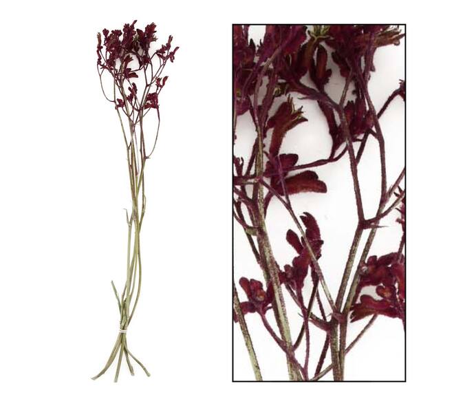 Bunch anigozanthos nature 5pc - Red