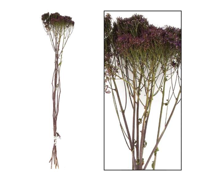 Bunch trachelium nature 60x13x10cm 7pc