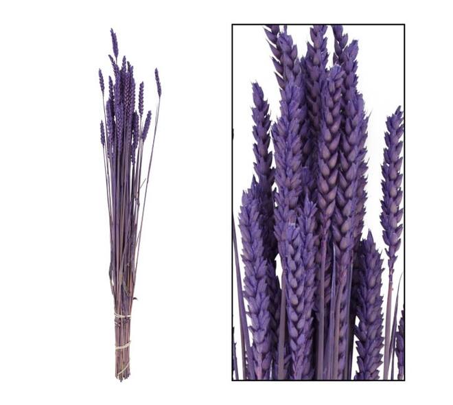 Droogbloemen bunch triticum nature lila