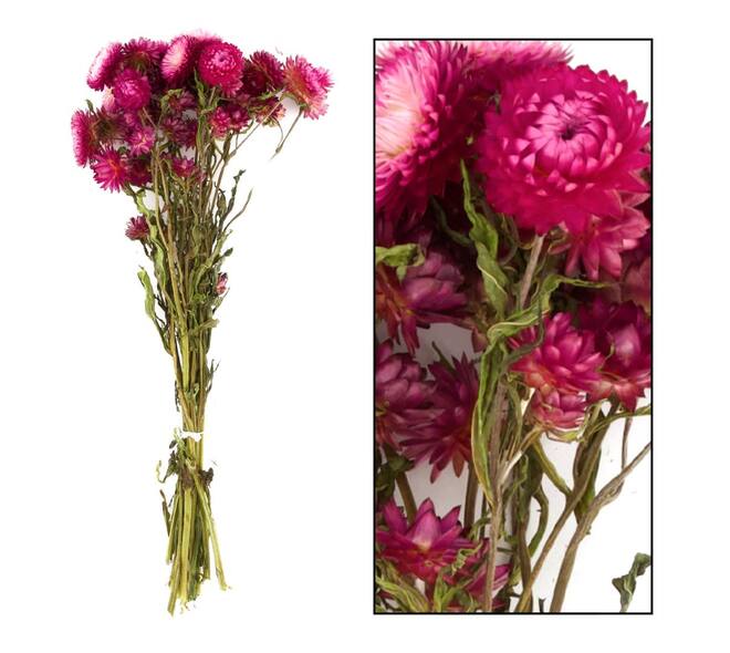 Bunch Helichrysum nature