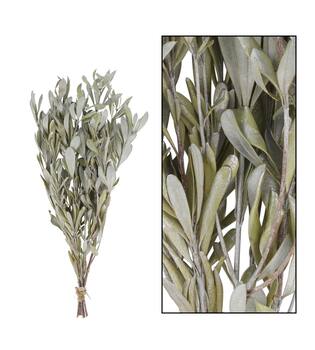 Dried flower mealy banksia foliage 80gr nature 60x30x10cm - Silver