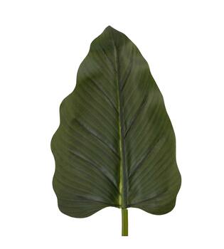 Plant taro artificial 85x75x105cm