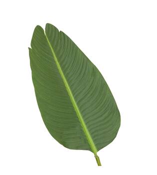 Plant strelitzia artificial 90x80x155cm