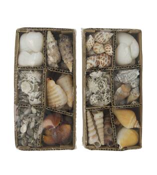 Shell assorted in box nature 14x9x6cm 400gr A/2