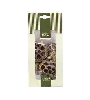 Lotus nature 10x5x22cm 4pc - Gold