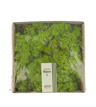 Moss reindeer 250gr nature 19x19x7cm - Green