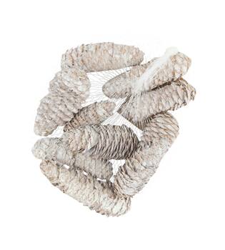Pinecone 150gr nature 12x12x5cm - White