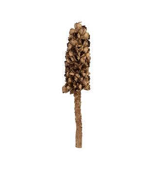 Cacho de coco with stem 90cm