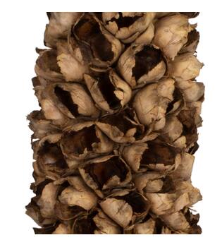 Cacho de coco with stem 90cm