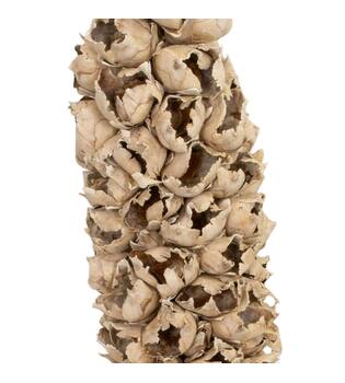 Cacho de coco with stem 90cm