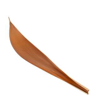 Coco giant 60-80cm