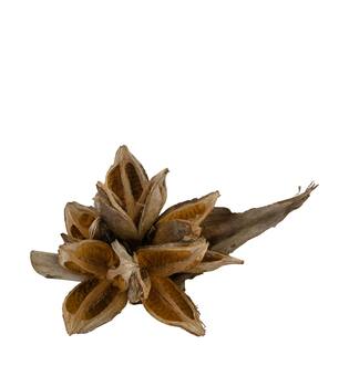 Penca sororoca medium - Natural