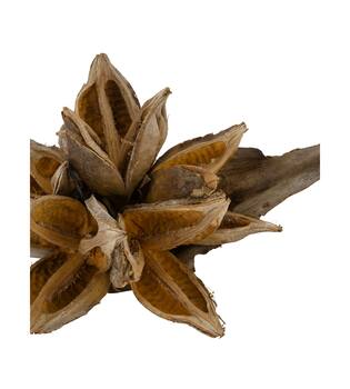 Penca sororoca medium - Natural