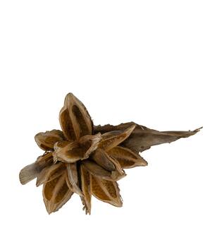 Penca sororoca medium - Natural