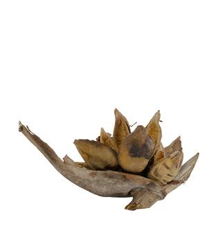 Penca sororoca medium - Natural