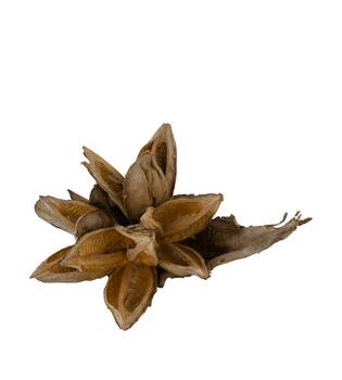 Penca sororoca medium - Natural