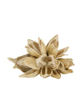 Penca sororoca medium - Cream