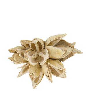 Penca sororoca medium - Cream