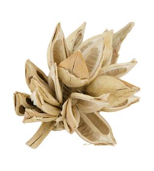Penca sororoca medium - Cream