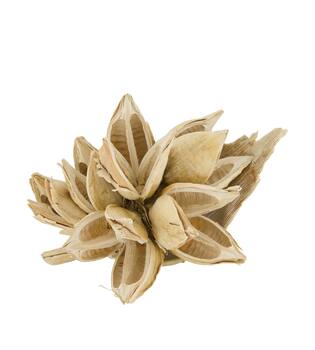 Penca sororoca medium - Cream
