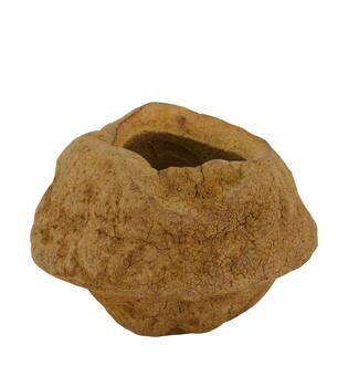 Sapucaja 12-18cm - Natural