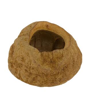 Sapucaja 12-18cm - Natural