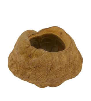Sapucaja 12-18cm - Natural