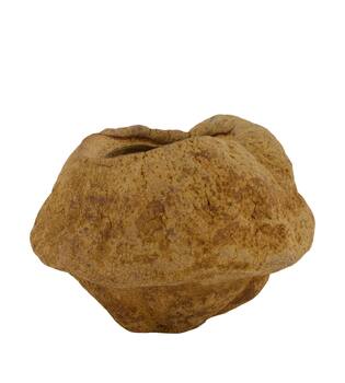 Sapucaja 12-18cm - Natural