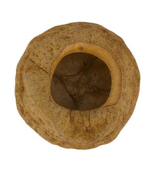 Sapucaja 12-18cm - Natural