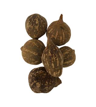 Baobab big 12-20cm 6pc
