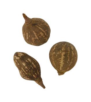 Baobab big 12-20cm 6pc