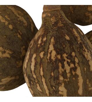Baobab big 12-20cm 6pc