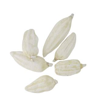 Baobab big 12-20cm 6pc