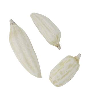 Baobab big 12-20cm 6pc - White